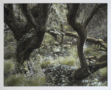 Charger l&#39;image dans la galerie, PASQUIERS Olivier - Être arbres 4 (Photographie) - ART ET MISS