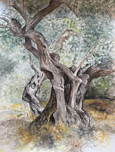 Charger l'image dans la galerie, WOLF Kristina Viera -  2 Oliviers, Derveni , tableau, aquarelle sur papier