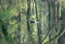 Charger l'image dans la galerie, HONNORAT Coralie - Impressionnisme (Photographie argentique)