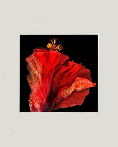 LAZZARI Marie-Fa : Flamenco (Photographie) - ART ET MISS