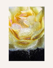 Charger l&#39;image dans la galerie, LAZZARI Marie-Fa : Rose enneigée (Photographie) - ART ET MISS