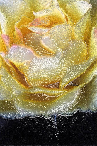 LAZZARI Marie-Fa : Rose enneigée (Photographie) - ART ET MISS