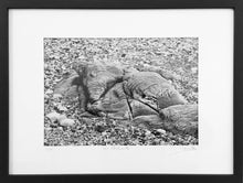 Charger l&#39;image dans la galerie, MARICK - Les éléphants (Photographie) - ART ET MISS