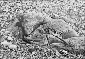MARICK - Les éléphants (Photographie) - ART ET MISS
