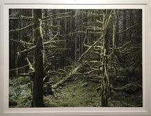 Charger l&#39;image dans la galerie, PASQUIERS Olivier - Être arbres 1 (Photographie) - ART ET MISS