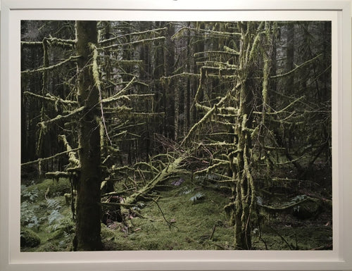 PASQUIERS Olivier - Être arbres 1 (Photographie) - ART ET MISS
