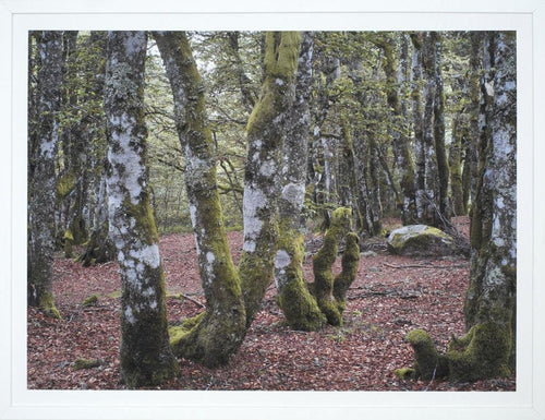 PASQUIERS Olivier - Être arbres 2 (Photographie) - ART ET MISS
