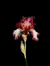 Charger l&#39;image dans la galerie, POTIER Coline - Elégant Iris (Photographie) - ART ET MISS