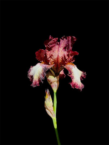 POTIER Coline - Elégant Iris (Photographie) - ART ET MISS