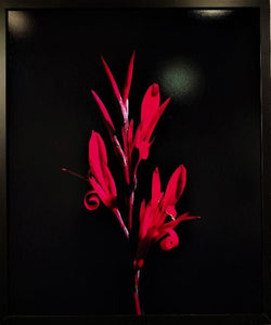 POTIER Coline - La fleur du mal (Photographie) - ART ET MISS