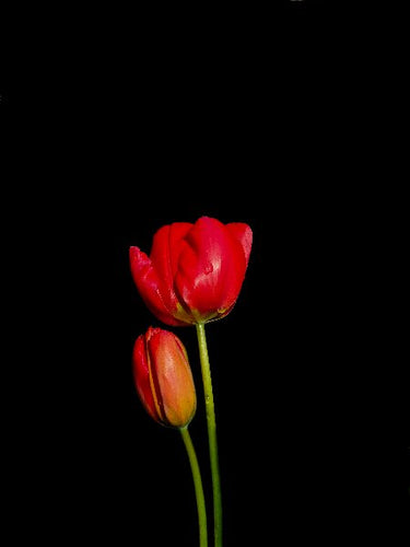 POTIER Coline - Pimpantes Tulipes (Photographie) - ART ET MISS
