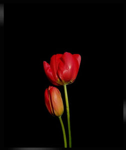 POTIER Coline - Pimpantes Tulipes (Photographie) - ART ET MISS